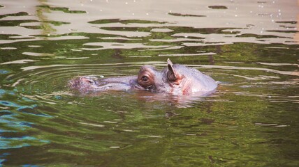 Hipopotam w wodzie, sama głowa. - obrazy, fototapety, plakaty