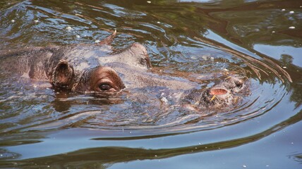 Głowa hipopotama w wodzie - obrazy, fototapety, plakaty