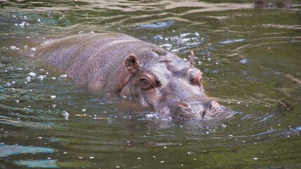 Hipopotam w wodzie od przodu. - obrazy, fototapety, plakaty