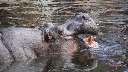 Hipopotam w wodzie z otwartym pyskiem.