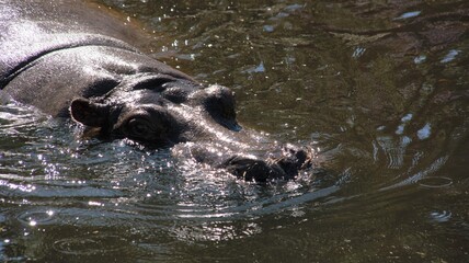Głowa hipopotama w wodzie - obrazy, fototapety, plakaty