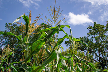 Top of the corn field