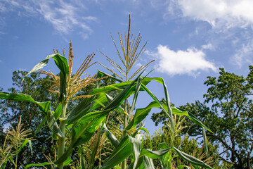 Top of the corn field
