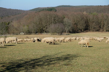FU 2021-02-21 BMeKneipp 134 Schafe grasen auf der Wiese