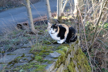 FU 2021-02-21 BMeKneipp 152 Bunte Katze sitzt auf einer Mauer zwischen Bäumen