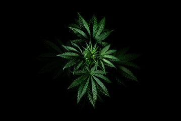 cannabis plant from above on black background