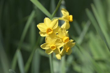 黄色い水仙の花