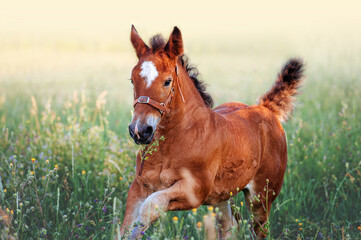 A small, red foal runs gallop alone in a field close-up