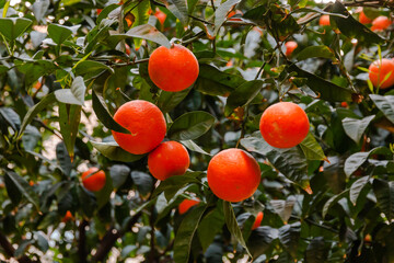 Picture of oranges in the tree