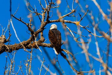 Back of bald eagle
