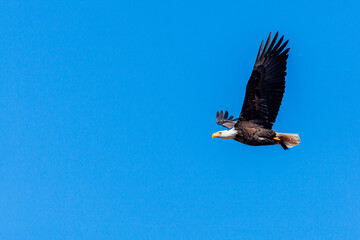 Bald eagle in flight