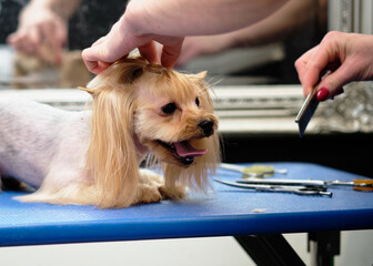 The process of caring for the hair of a Yorkshire terrier lying on the table
