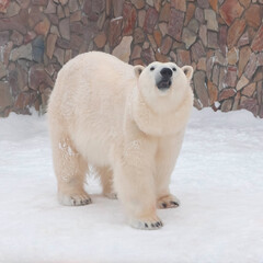 a polar bear stands in the snow against a stone wall and looks at the camera