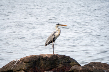 great blue heron
