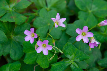 Wild Oxalis violacea on the grass.