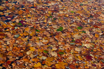 Fallen autumn leaves float in the water completely covering it