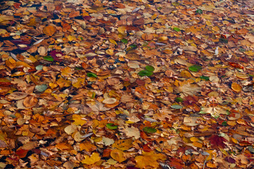 Fallen autumn leaves float in the water completely covering it