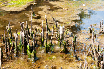 Visit the wetland of mangrove ecology.