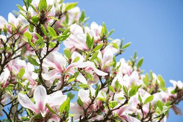 Beautiful White Magnolia Tree with Blooming Flowers during Springtime in English Garden, UK