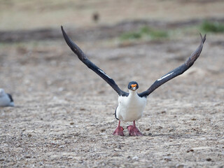 Imperial shag taking off, Falkland Islands.