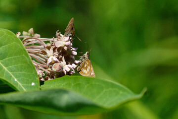 Long Dash on common milkweed, dun skipper at top