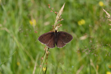 A Ringlet butterlfy basking on grass.