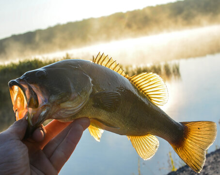 holding large mouth bass fresh out ow water