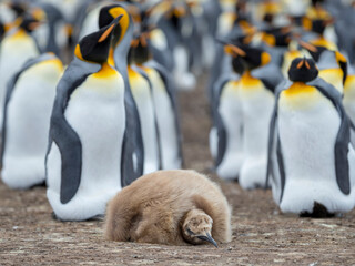 Chick in brown plumage. King Penguin on Falkland Islands.