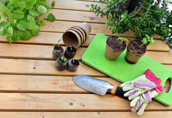Greenhouse gardening, starting seedlings for summer homegrown vegetable gardens, spring season gardening activities. Photo concept, lifestyle background