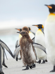 Chick in brown plumage. King Penguin on Falkland Islands.