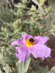 bee on a flower