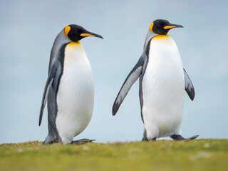 Fototapeta na wymiar King Penguin on Falkland Islands.