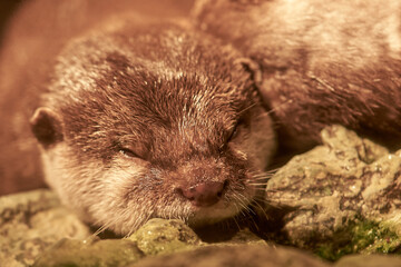 Otters