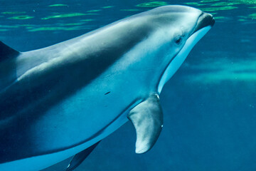 Dolphin © sabatora