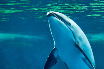 Dolphin