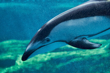 Dolphin