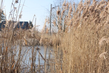 Boho Trockenblumen Schilf creme blau Water