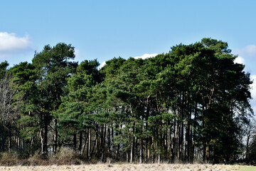 Pine-wood on a sunny day, Coombe Abbey, Coventry, England, UK