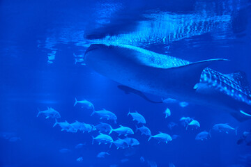 Whale shark