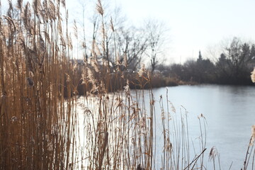 Boho Trockenblumen Schilf creme blau Water