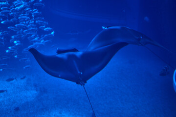 ray