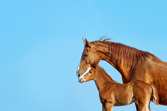 Portrait in profile of a red mare on a blue background. Horse kissing a red foal. The same pair.