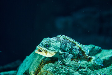 魚