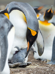Chick balancing on the feet of a parent. King Penguin on Falkland Islands.