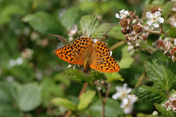 A Silver-washed Fritillary nectaring on Bramble flower.