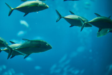 Obraz premium 魚