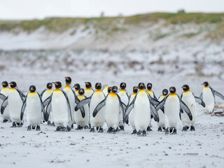 Fototapeta premium King Penguin on Falkland Islands.