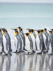 Fototapeta premium King Penguin on Falkland Islands.