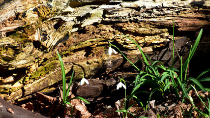 Closeup of snowdrops against an old log, UK