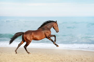 Beautiful brown horse galloping along the shore of the sea on a summer day. Stallion with long mane...